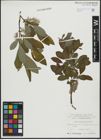 Foto von Salix appendiculata Vill.